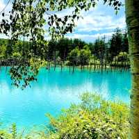 【北海道/美瑛町白金】白金青い池