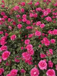 올림픽공원 장미광장 이번주가 절정🌹