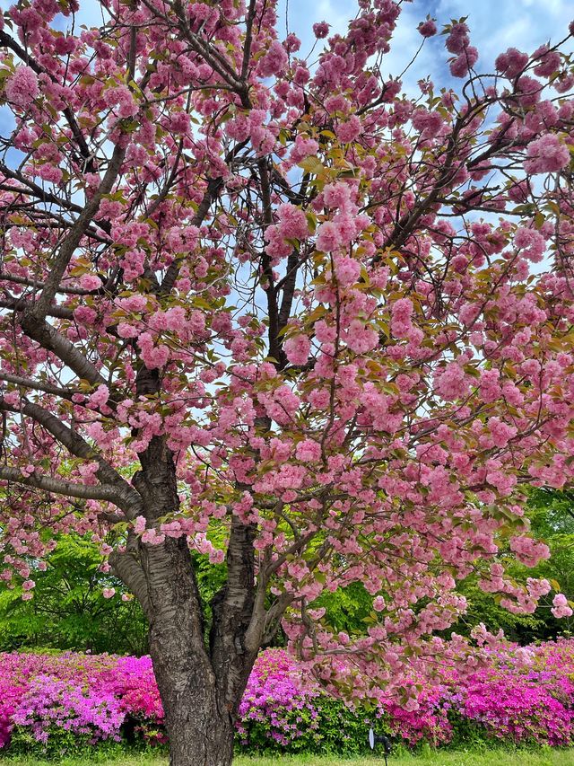 하남 미사경정공원에서 겹벚꽃 피크닉🌸
