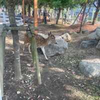 関西でおすすめの体験型動物園🐇🐅🐈🐕🦆