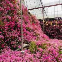 Floral Park: A Floral Fantasia in Cameron