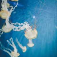 【神奈川】「新江ノ島水族館」でこの夏は新たな発見を🐟