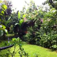 Khao Sok National park 自然生態遊記