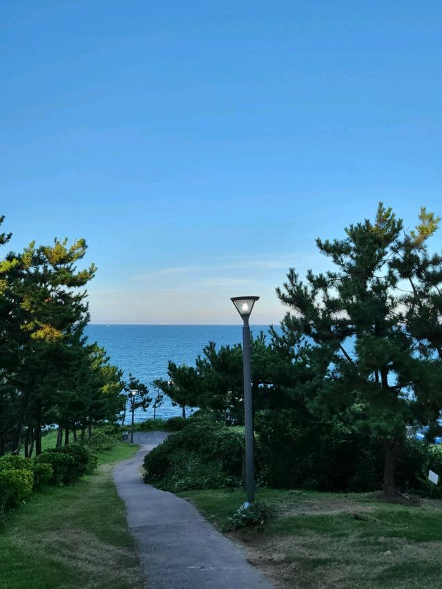 바다바람 맞으며 초록 피톤치드도 느끼는 송정공원🌲