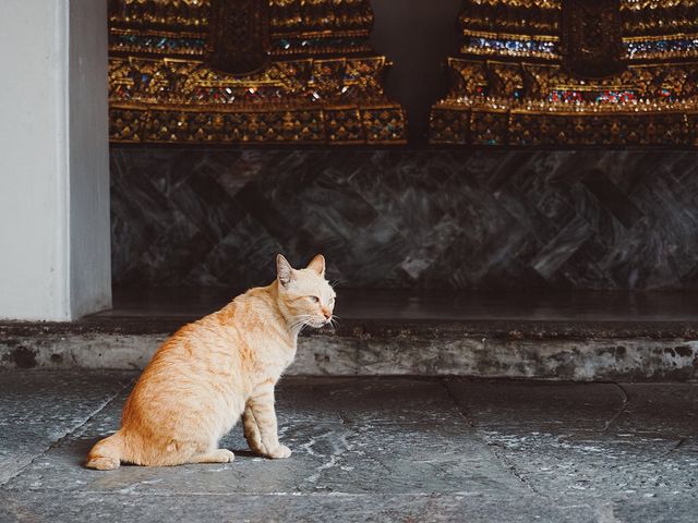 遊泰國🇹🇭曼谷臥佛寺