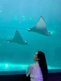 อควาเรียมบางแสน🐠🦀🪼 : ที่เที่ยวบางแสน