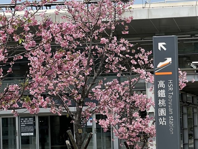 🌸 桃園高鐵站站前廣場:綻放櫻花美景,讓您沉醉於浪漫的櫻花季!🌸 🌸 桃園高鐵站站前廣場:綻放櫻花美景,讓您沉醉於浪漫的櫻花季!🌸