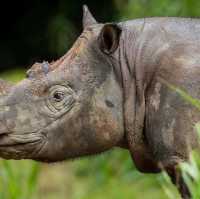 Tabin Wildlife Resort