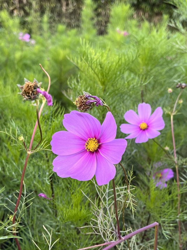 가을 코스모스 구경은 올림픽공원에서🌼