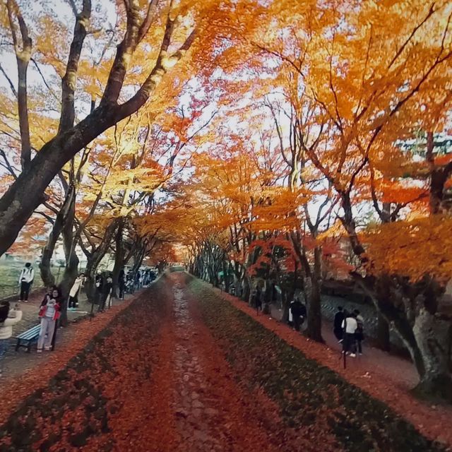 2023河口湖紅葉一個人旅行