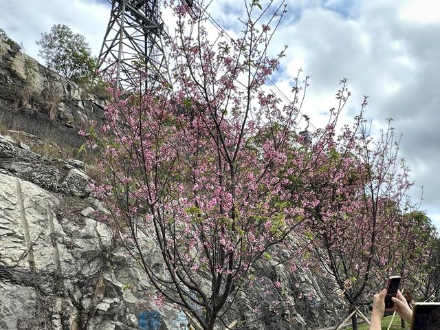 本地遊 | 東涌 | 捉緊櫻花園廣州櫻的尾巴