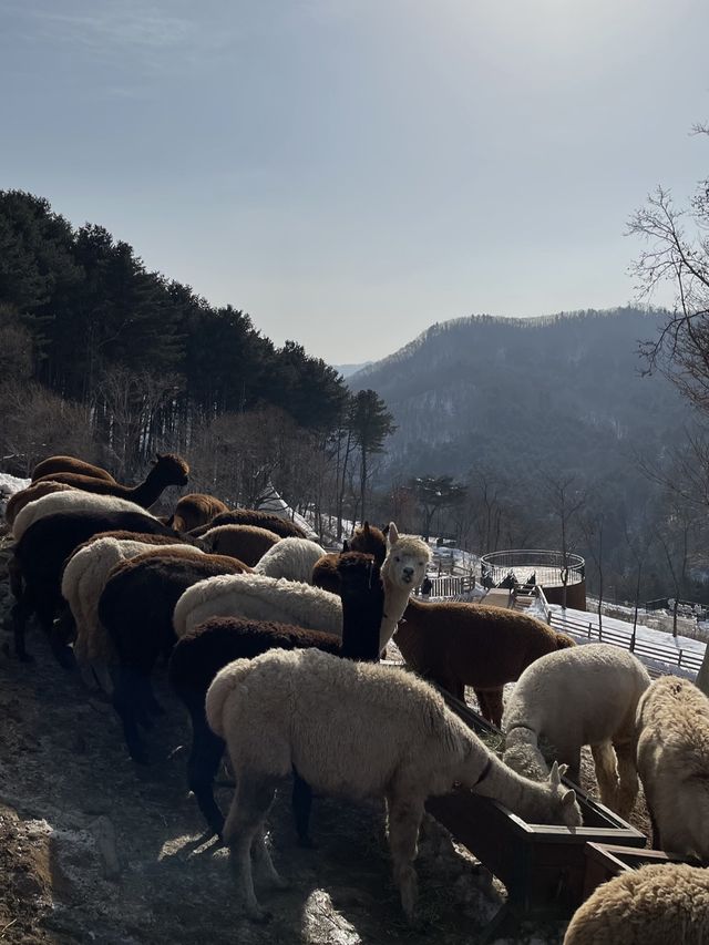 Day trip from Seoul to meet the Alpacas 🦙🦙