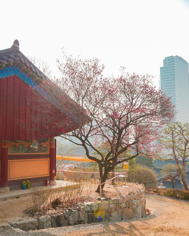 서울 강남에서 만나는 봄꽃 축제! 서울 봉은사