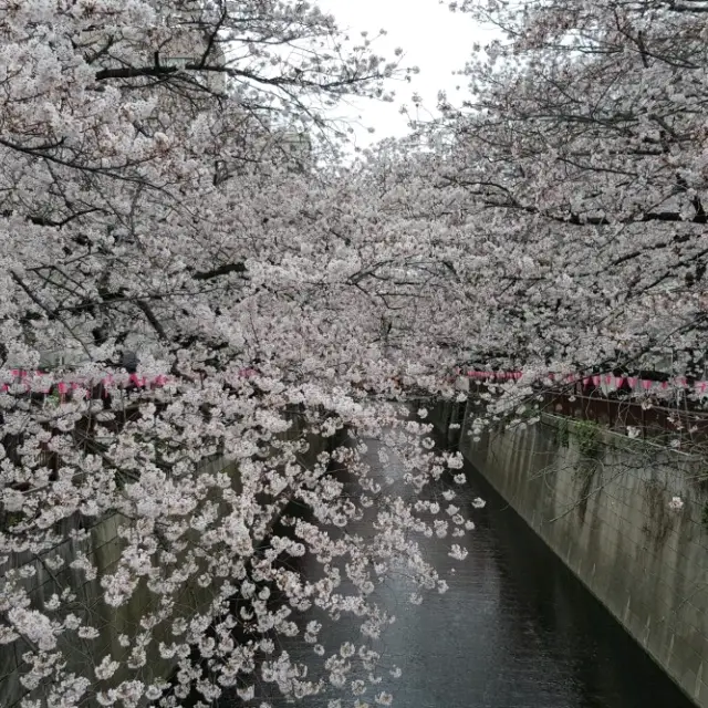 Cherry Blossom Viewing at Nakameguro