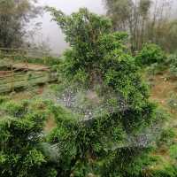 A foggy day at Fan Si Pan mountain base