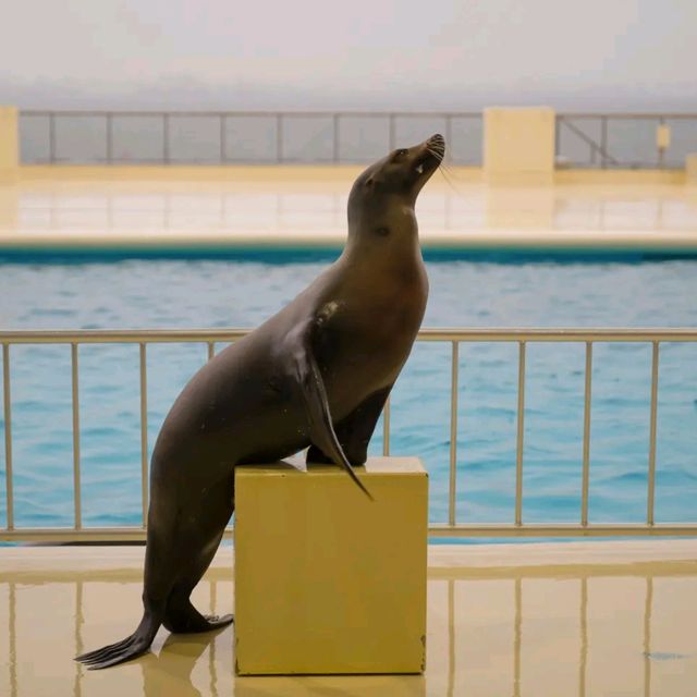 Marine World: Dazzling Dolphin & Sea Lion Spectacle