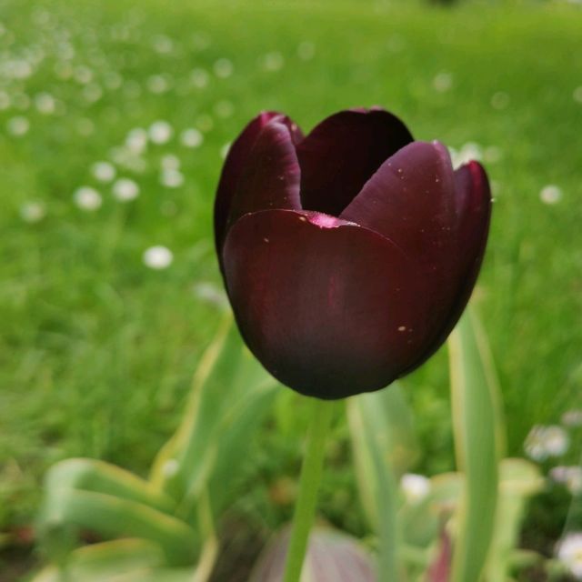 botanica garden lasi romania
