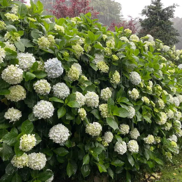 陽明山繡球花季節