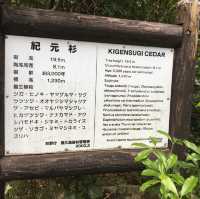屋久島に行って雄大な自然を感じよう！