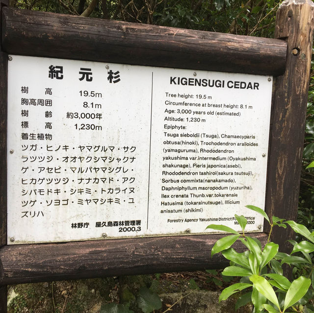 屋久島に行って雄大な自然を感じよう！