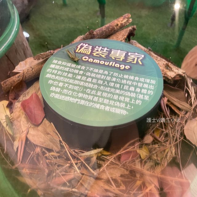 《迷你版生物多樣性博物館在將軍澳》