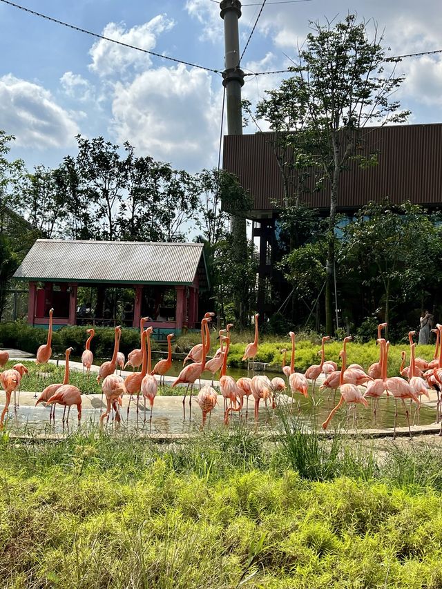 Asia’s Largest Birdpark 🐧