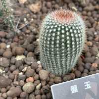 台北圓山站休閑一日遊🌿🌵適合夏日親子遊