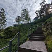 🫖 Unwind @ BOH Cameron Highlands