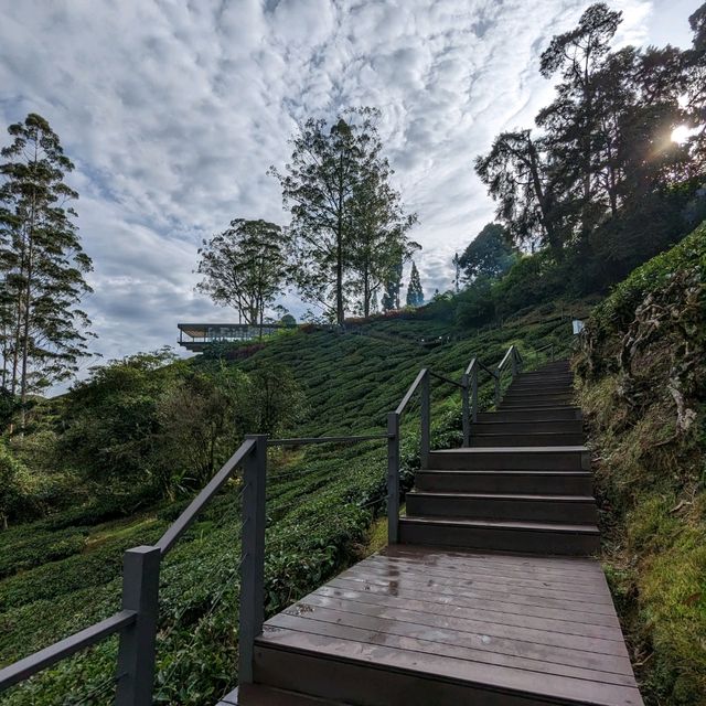 🫖 Unwind @ BOH Cameron Highlands