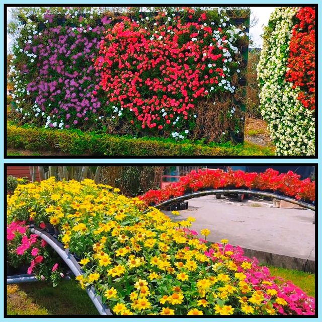 台中睇花海地方