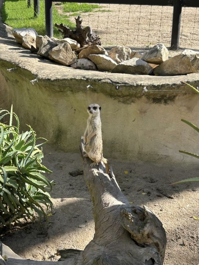 🦁🐼🦒阿德萊德動物園～與動物們面對面的奇妙冒險🦁🐼🦒