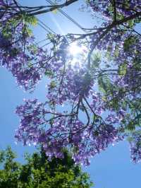 澳洲悉尼絕美打卡藍花楹隧道