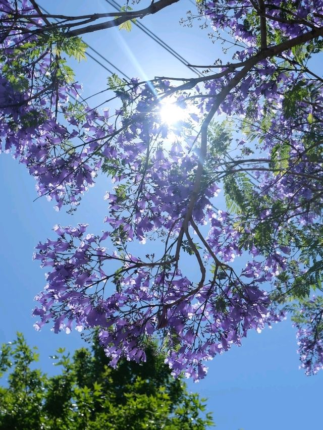 澳洲悉尼絕美打卡藍花楹隧道