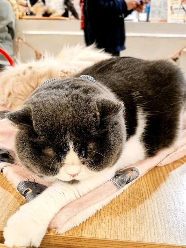 CATS SQUISHING IN CAT PLAYGROUND CAFE MYEONGDONG
