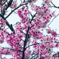 平菁街42巷-櫻花季！