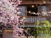 【京都市】水面に揺らぐ桜並木🌸