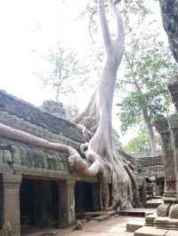 ❤️ a temple that co-exists with nature❤️