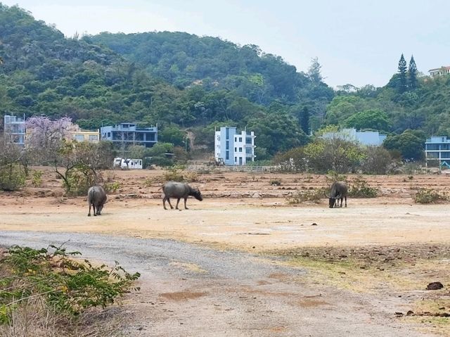 唔係淨係老人先可以去既山 ~ 老人山
