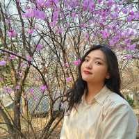진달래,매화,산수유🌺🌼🌸 다있는 서울속 사찰 "봉은사"