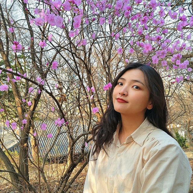 진달래,매화,산수유🌺🌼🌸 다있는 서울속 사찰 "봉은사"