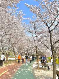 "올림픽 공원"에서 벚꽃 즐겨주기🌸