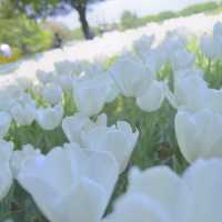 春にオススメ「昭和記念公園」