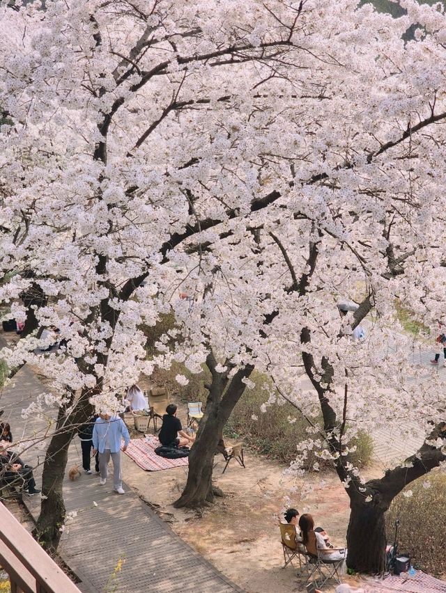 봄꽃 가득해 인기만점인 북서울꿈의숲🌱🌺🪻