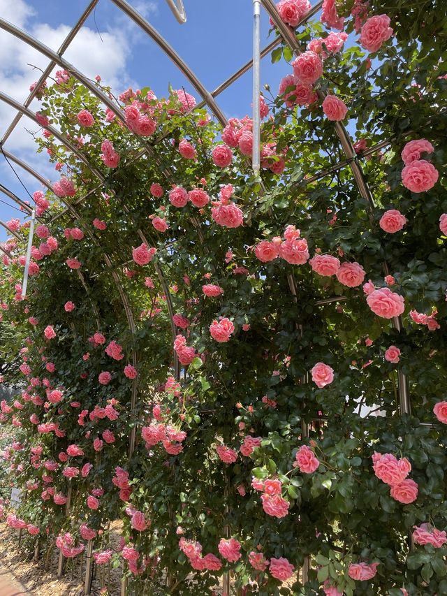 올림픽공원 로즈아워페스타에 초대합니다🌹