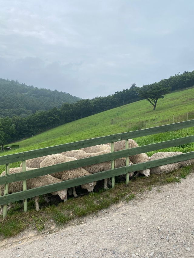강릉에서 30분이면 갈 수 있는 대관령양떼목장🐑