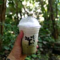 สวนป่าตากา อำเภอวังเจ้า
