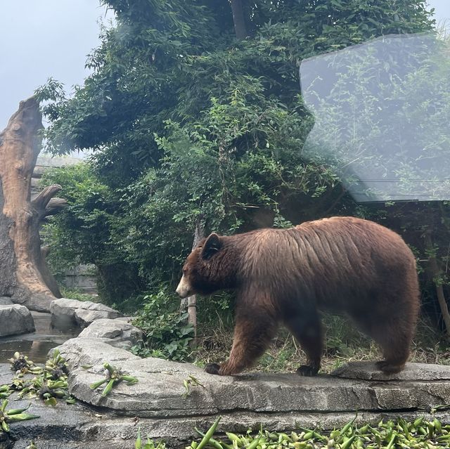 大人小孩都喜歡的神戶動物王國