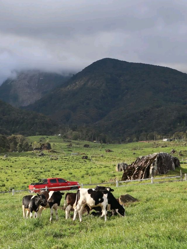 Moo wonderland in Sabah !