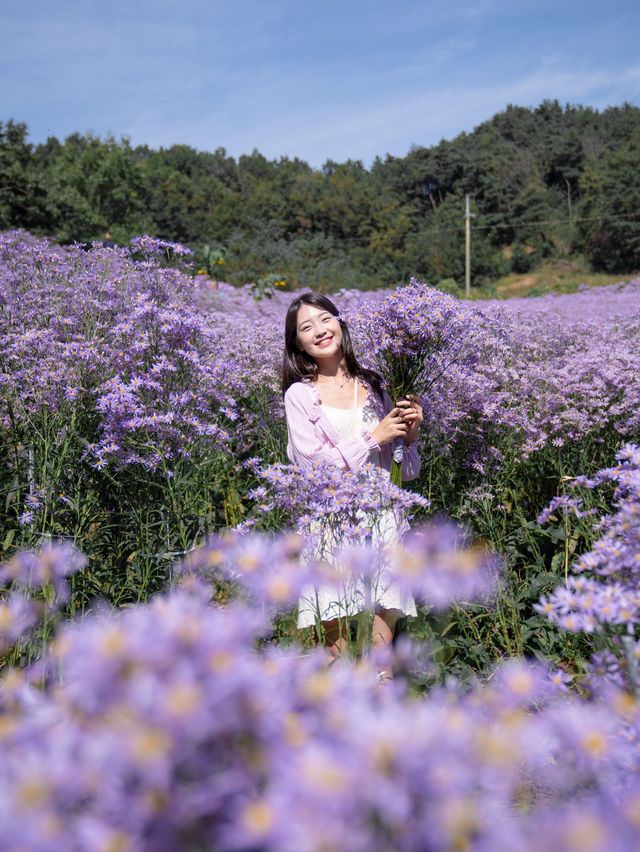 보라보라한 개미취꽃으로 가득찬 봉천사