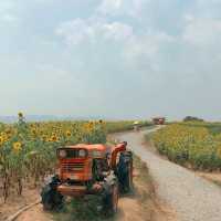 그림같은뷰〰️노랑노랑 해바라기밭🌻